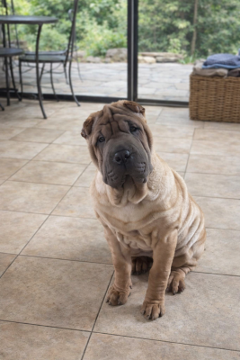 Les chiots de Shar Pei