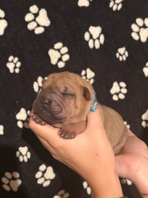 Les chiots de Shar Pei