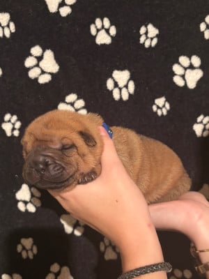 Les chiots de Shar Pei