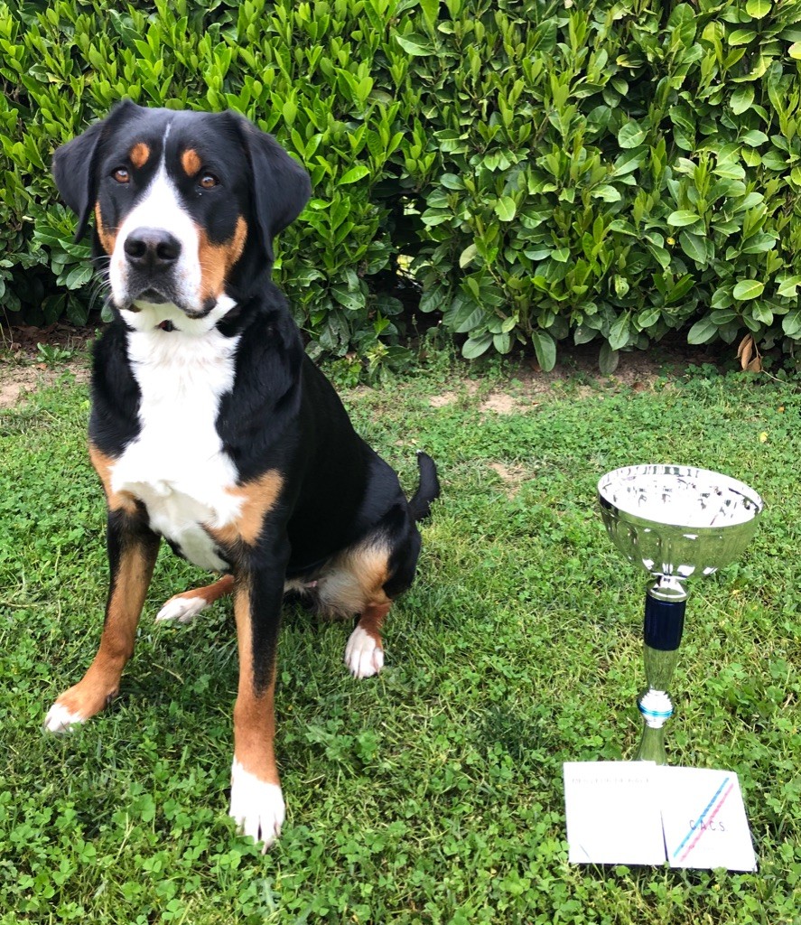 Calamity jane our champions - 1ère Excellent - CACS - Meilleur de race