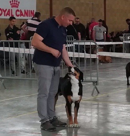 Number one Du Soleil d'Occitanie - 1er Excellent, Meilleur Jeune et Meilleur Sexe Opposé