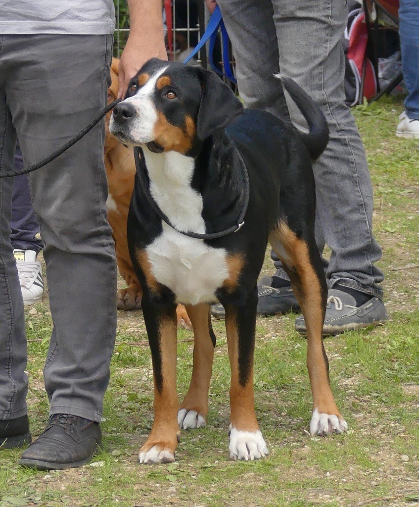 Lana Des joyeuses gambades - 1er Excellent - CACS - Meilleur de Race