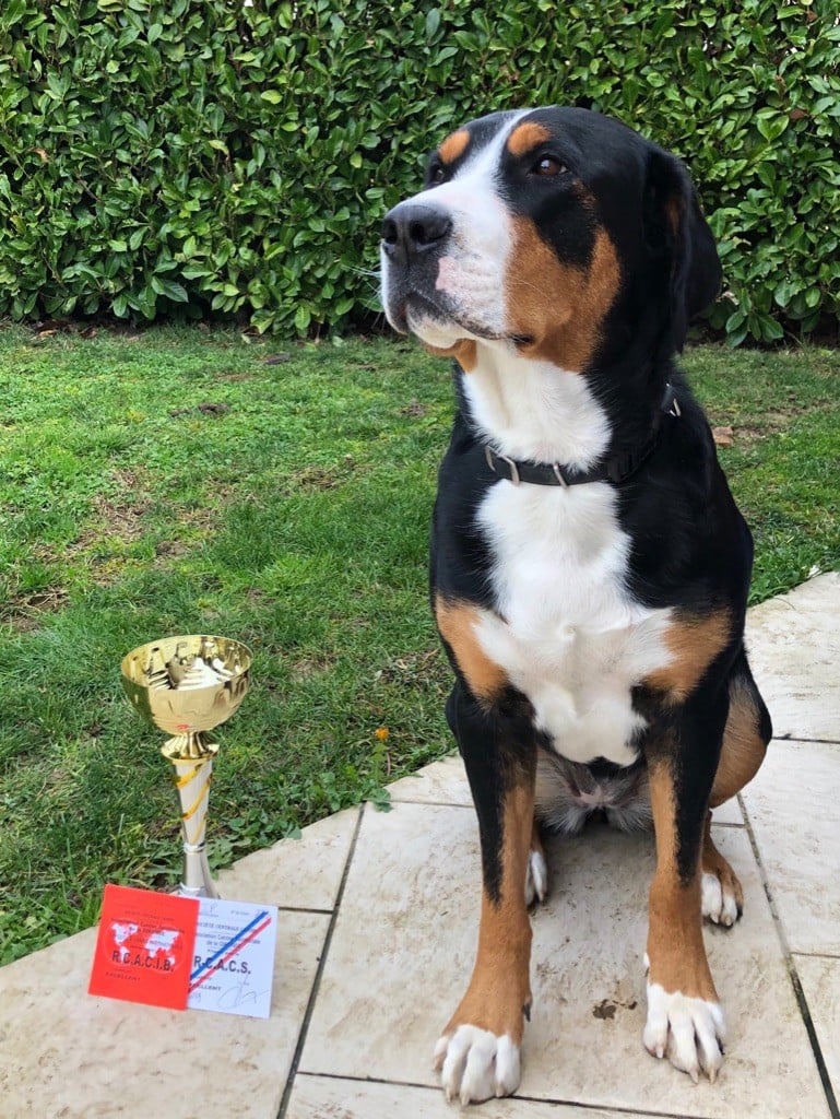 Number one Du Soleil d'Occitanie - 2ème Excellent - RCACIB - RCACS