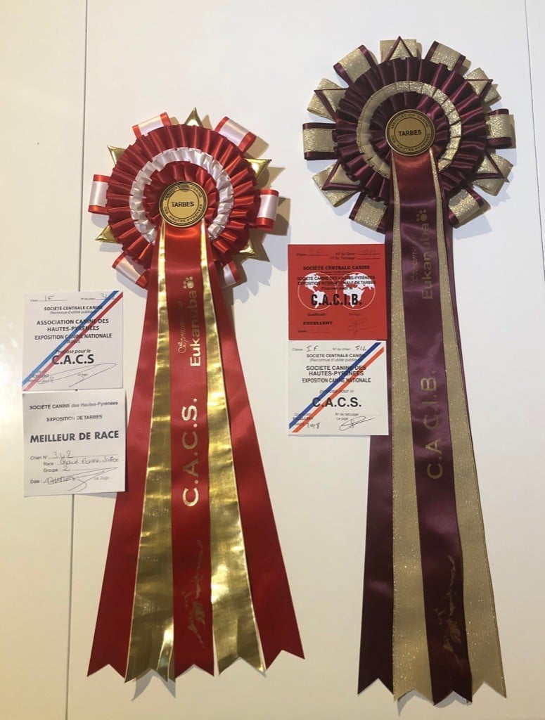 Number one Du Soleil d'Occitanie - 1er Excellent - CACIB - CACS -Meilleur Sexe Opposé