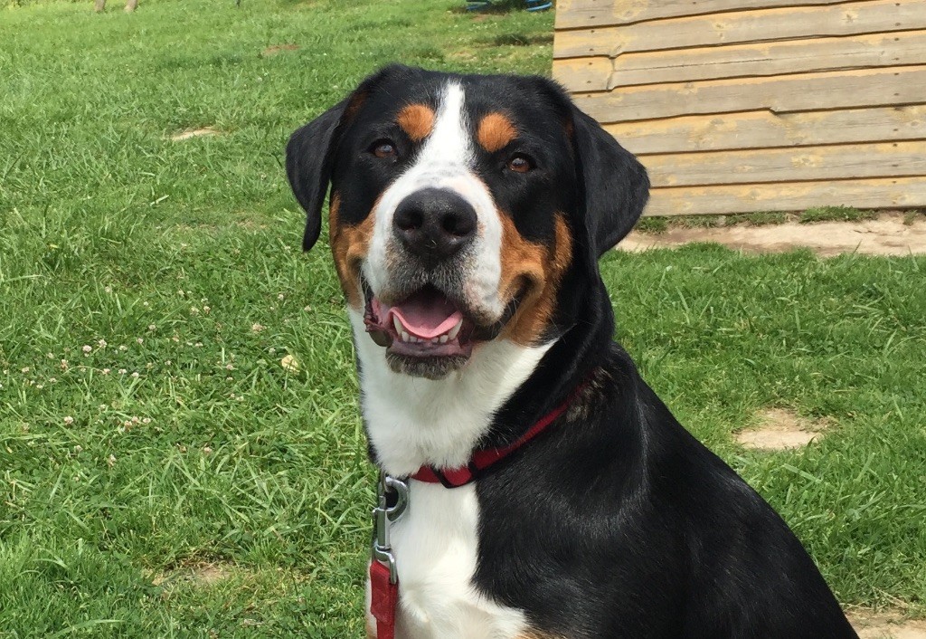 Lana Des joyeuses gambades - 1er Excellent - CACS - Meilleur de sex opposé