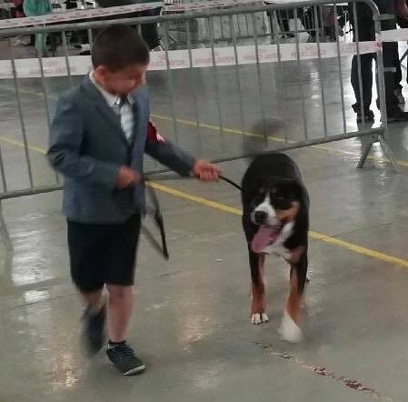 Calamity jane our champions - Très Prometteur , Meilleur Puppy et 2 ème Puppy de l'Exposition