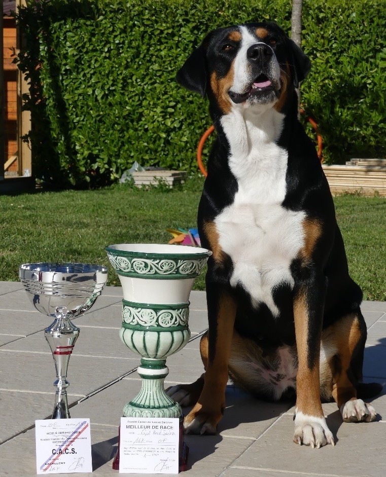 Lana Des joyeuses gambades - 1er Excellent - CACS - meilleur de Race - meilleur du groupe 2