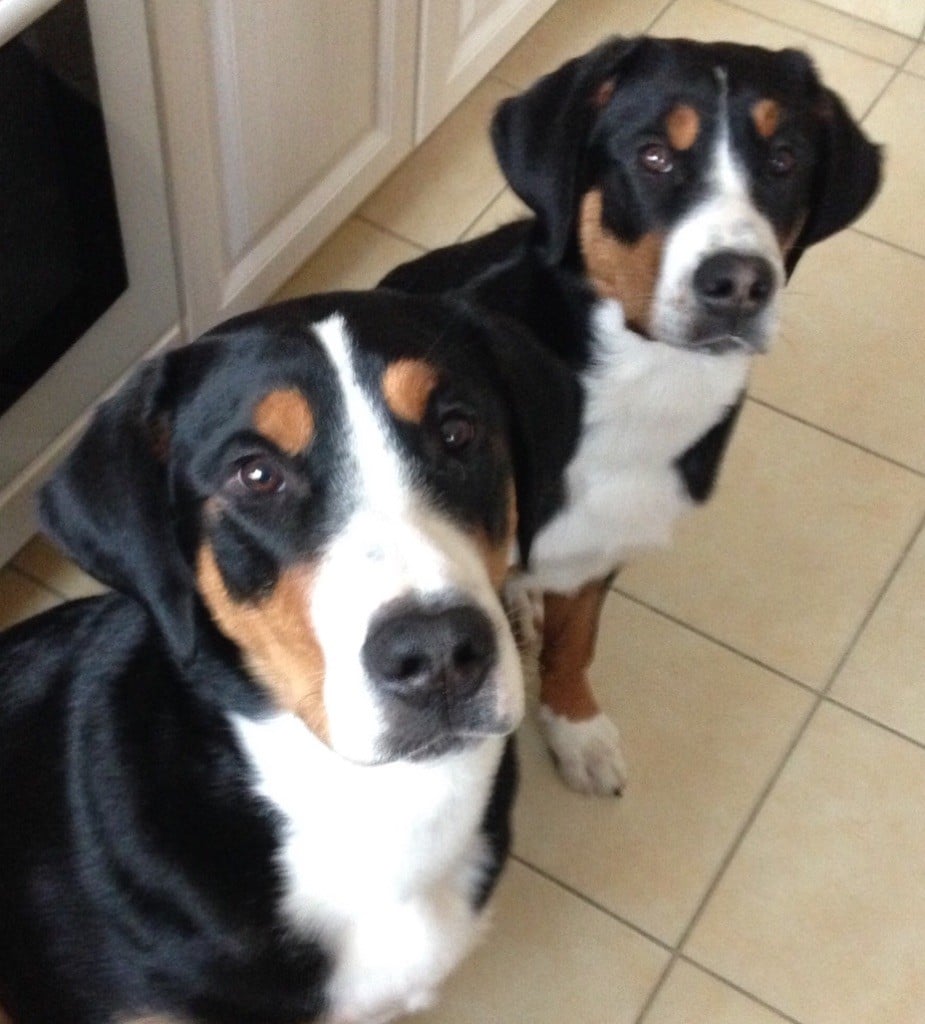 Number one Du Soleil d'Occitanie - Très Prometteur et Meilleur Puppy