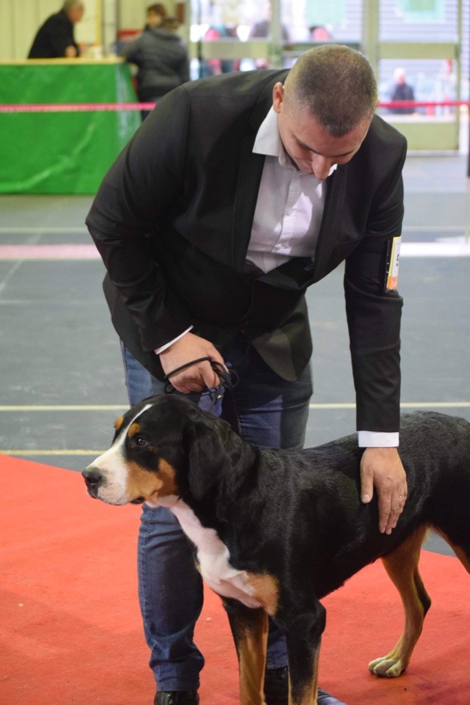 Number one Du Soleil d'Occitanie - 1ère Excellent - CACS - Meilleur de race