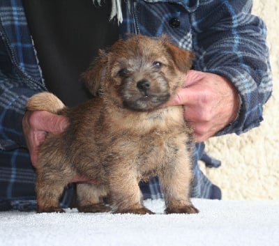 Les chiots de Norfolk Terrier