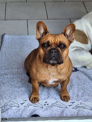 Étalon Bouledogue français - Sharlie Du Clan De Giensékia