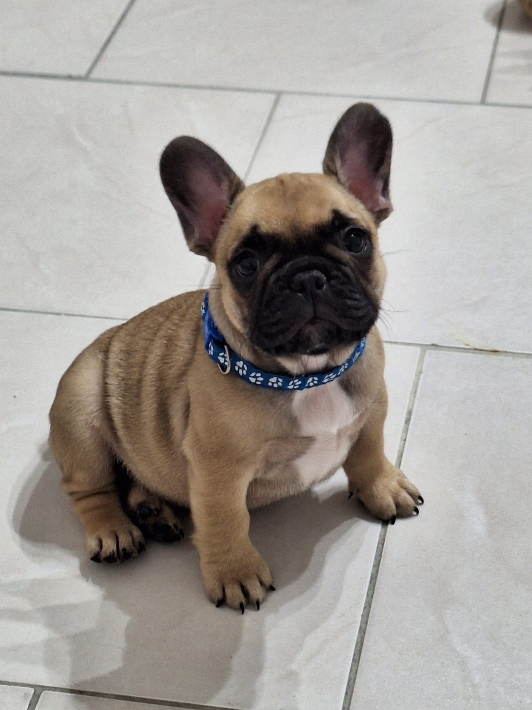 BANJO - Bouledogue français