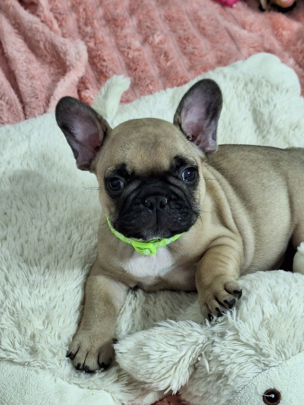 BENSON - Bouledogue français