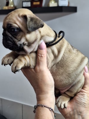 Les chiots de Bouledogue français