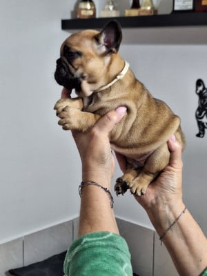 Les chiots de Bouledogue français
