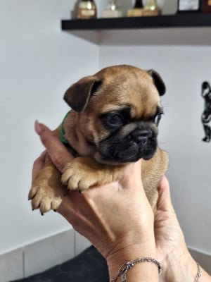 Les chiots de Bouledogue français