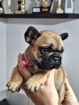 Les chiots de Bouledogue français