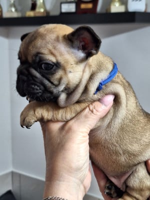 Les chiots de Bouledogue français