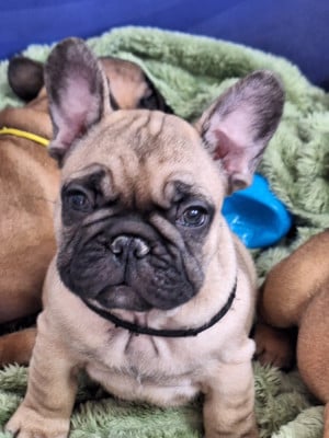 Les chiots de Bouledogue français