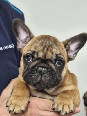 Les chiots de Bouledogue français