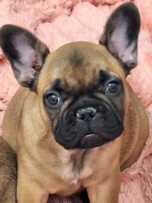 Les chiots de Bouledogue français