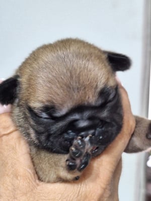 Les chiots de Bouledogue français
