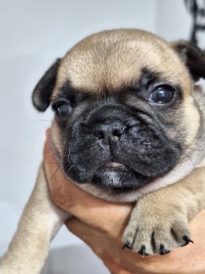 Les chiots de Bouledogue français