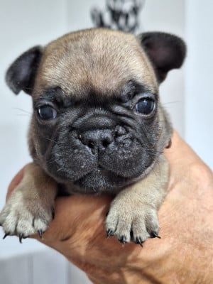 Les chiots de Bouledogue français