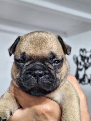 Les chiots de Bouledogue français