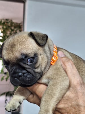 Les chiots de Bouledogue français