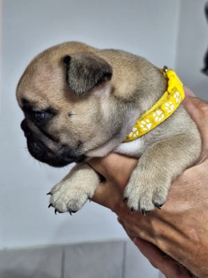 Les chiots de Bouledogue français