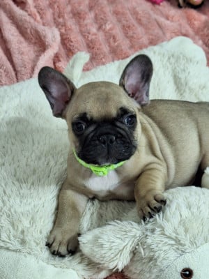 Les chiots de Bouledogue français