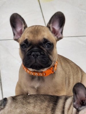 Les chiots de Bouledogue français