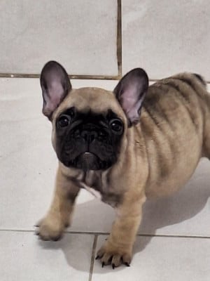 Les chiots de Bouledogue français