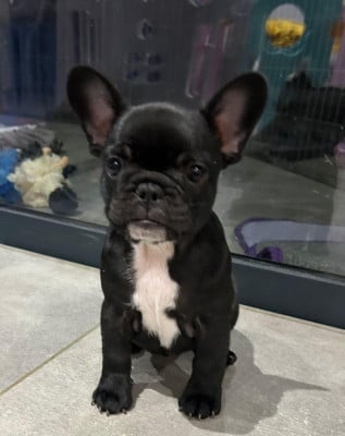 Les chiots de Bouledogue français