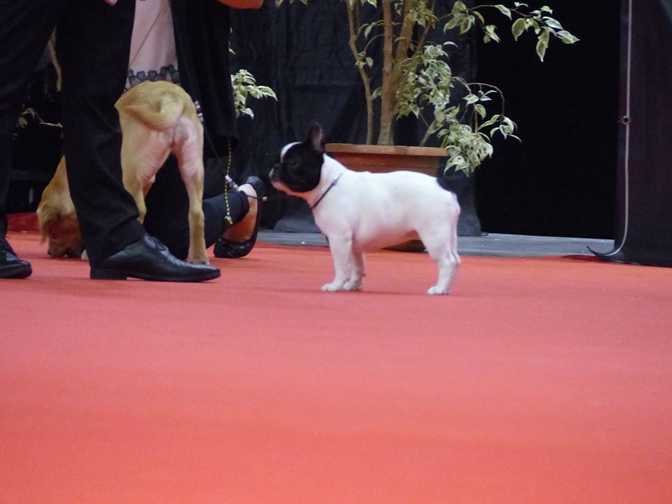 Uriela de el mencey loco - 1TP + MEILLEUR BABY + 2eme BABY DE L'EXPO