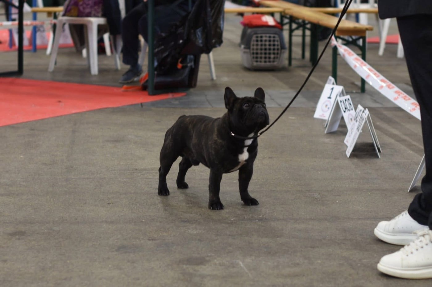 CH. Souvenir de luton Du Manoir Mondain - 1er Ex + CACIB + BOB
