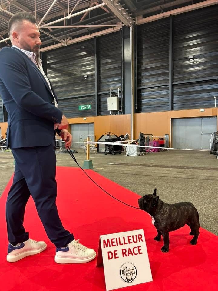 CH. Souvenir de luton Du Manoir Mondain - 1er Ex + BOB + MEILLEUR CHIEN DU GROUPE 9 ( Mme DESSERNE )