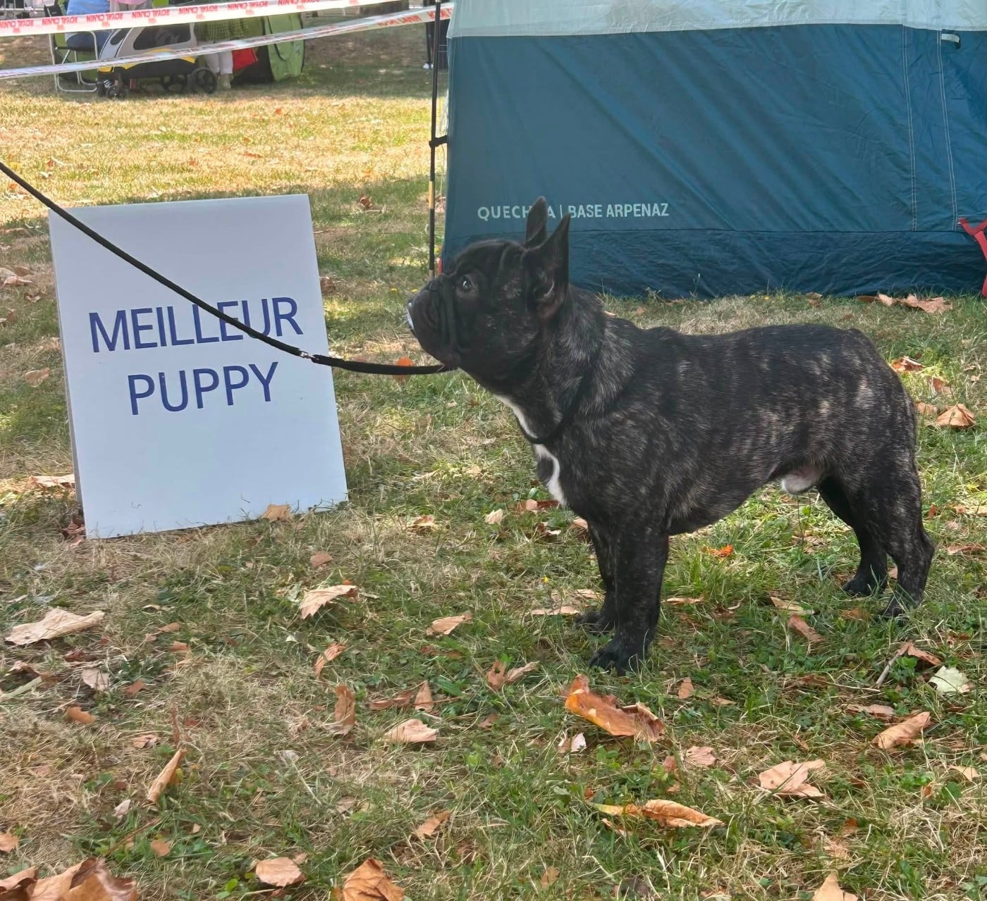 BABYLONE Du Manoir Mondain - 1er TP + Meilleur PUPPY