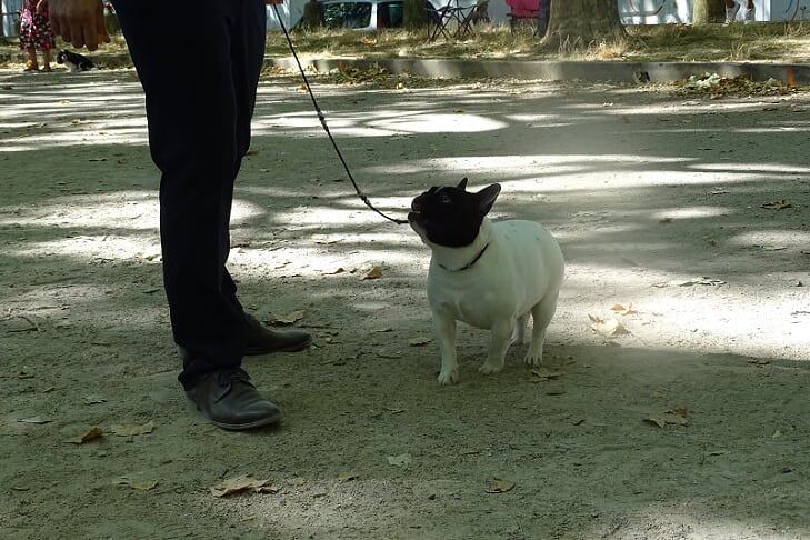 Uriela de el mencey loco - 1EXC +CACS