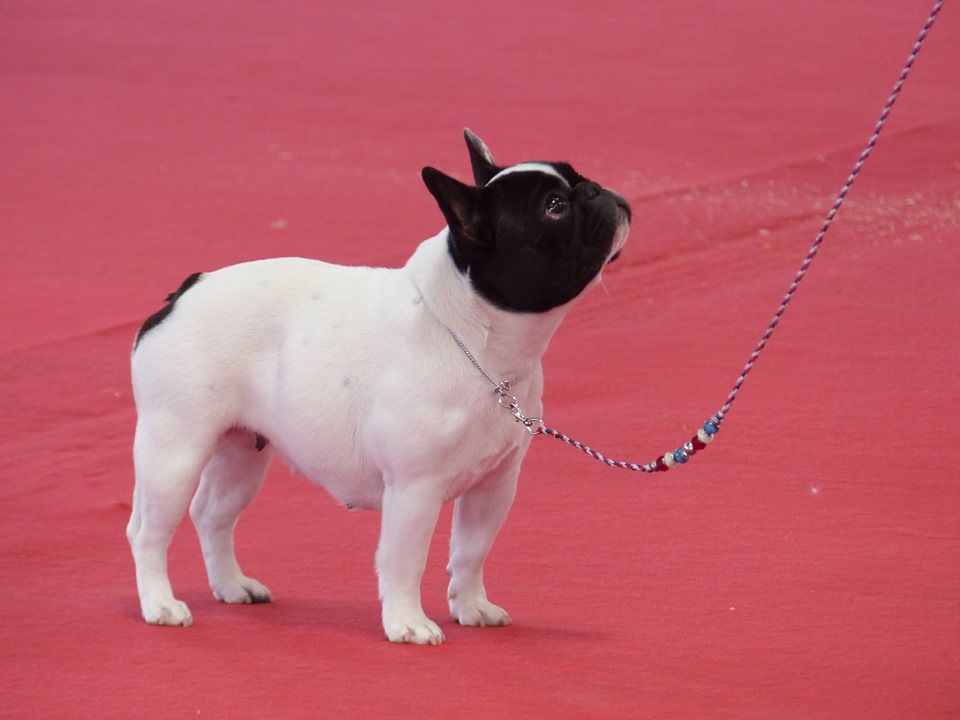 Uriela de el mencey loco - EXC NON CLASSER