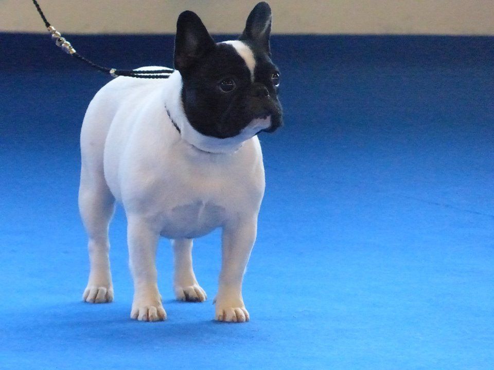 Uriela de el mencey loco - 1EXC +CACS CLASSE JEUNE