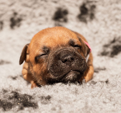 Les chiots de Staffordshire Bull Terrier