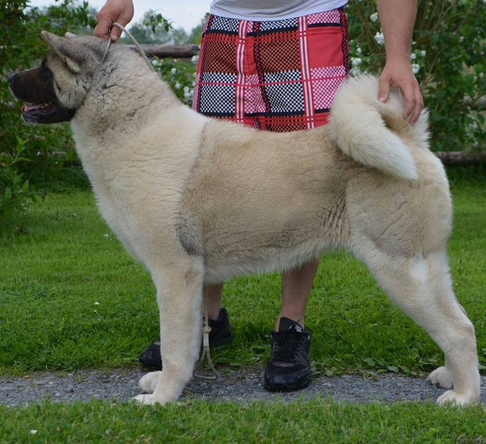Mendy de l'écume des cimes blanches