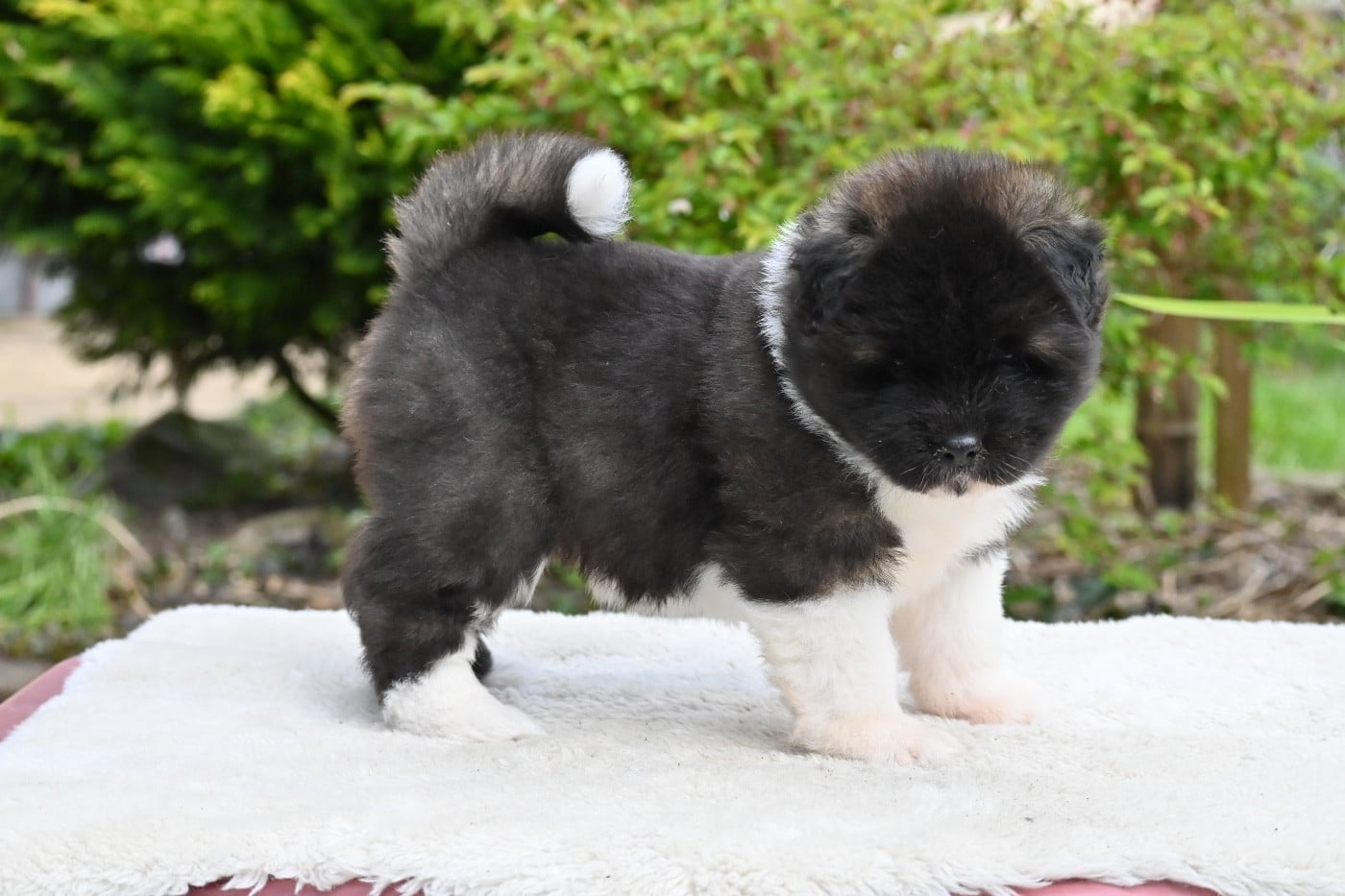 Something Paint BOSTON