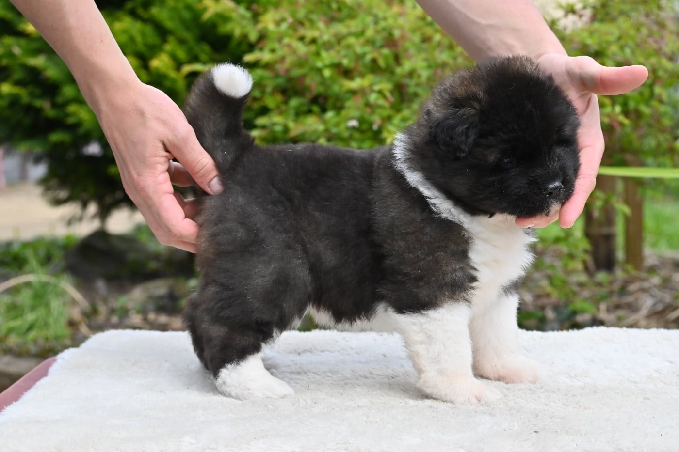 Something Paint BOSTON