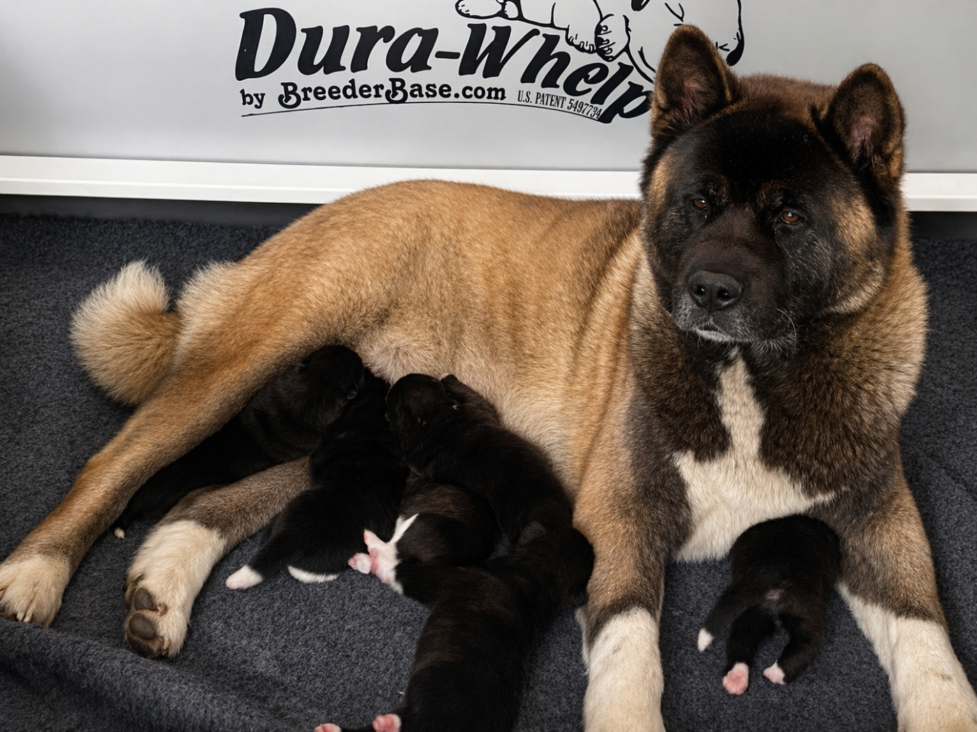 Akita americain - Something Paint