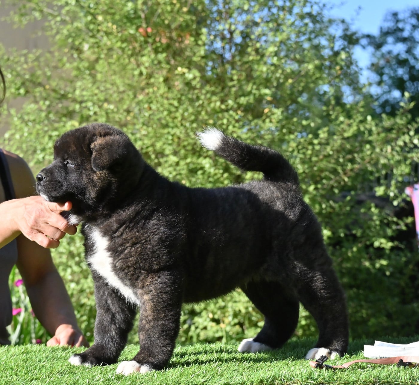 Chiot N°2