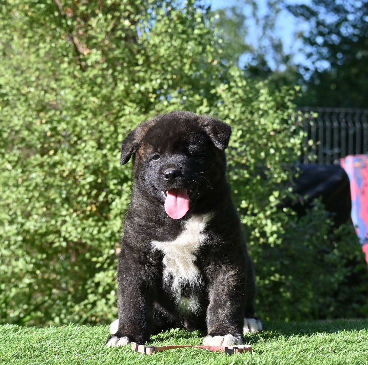 Chiot N°2