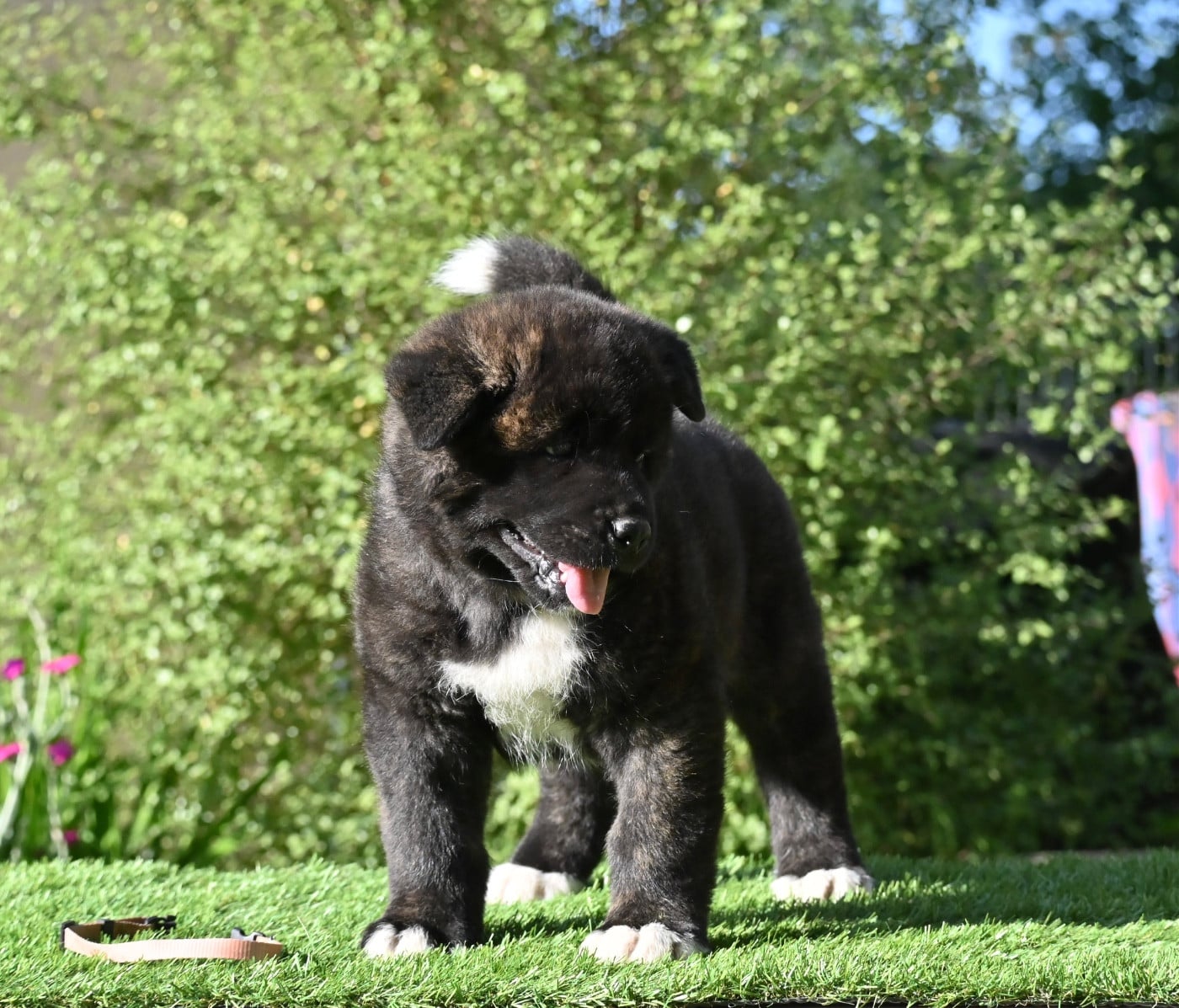 Chiot N°2